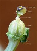  Pistil